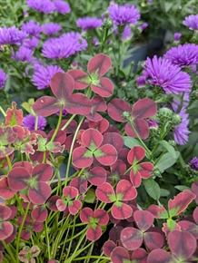 Prydkløver 'Isabella'